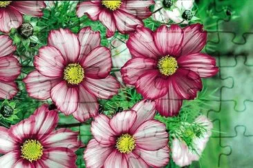flores