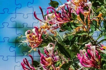 Imagem jigsaw puzzle