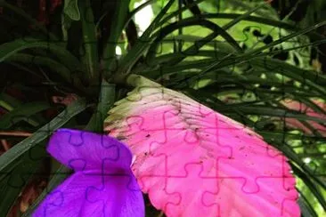 פאזל של flores