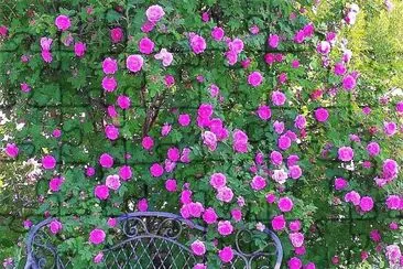 flores