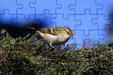LuÃ¬ forestiero