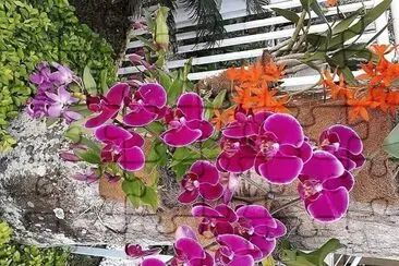flores