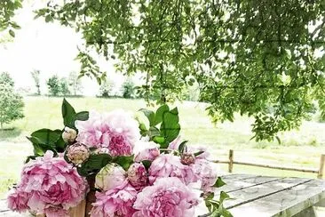 flores