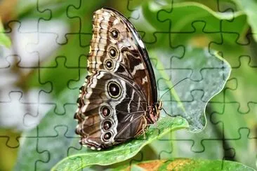Imagem jigsaw puzzle