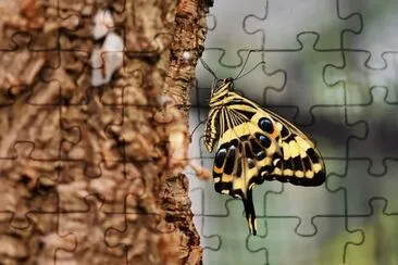 Imagem jigsaw puzzle