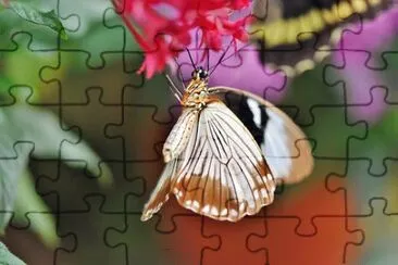 Imagem jigsaw puzzle