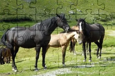 Imagem jigsaw puzzle