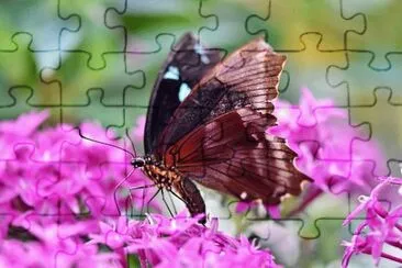 Imagem jigsaw puzzle