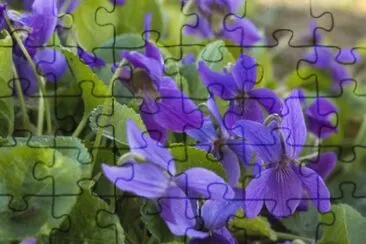 Violettes