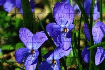 פאזל של Violettes