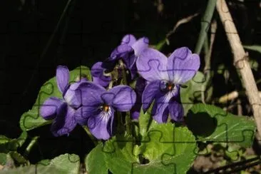 פאזל של Violettes