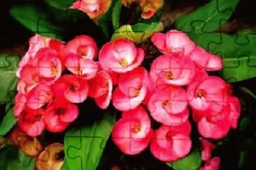 Imagem jigsaw puzzle