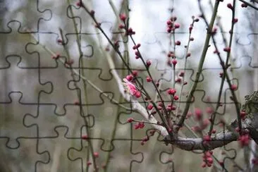 Imagem jigsaw puzzle