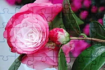 Imagem jigsaw puzzle