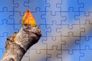 Imagem jigsaw puzzle