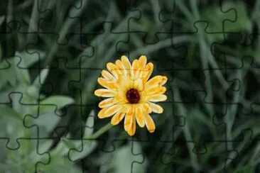Imagem jigsaw puzzle
