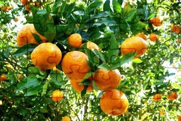 frutas jigsaw puzzle