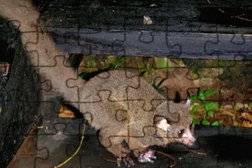 Galagone gigante jigsaw puzzle