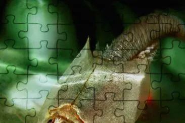 Triops jigsaw puzzle