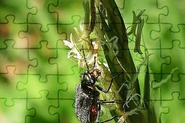 Cantharis nigra