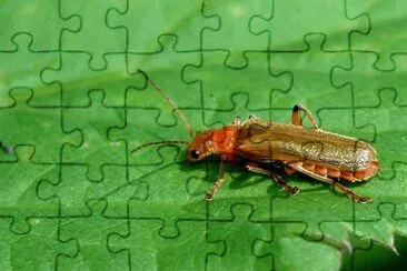 Cantharis pallida