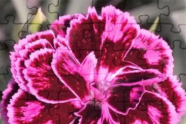 פאזל של flores
