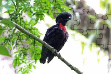 Parasole collonudo