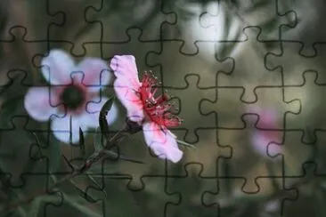 Imagem jigsaw puzzle