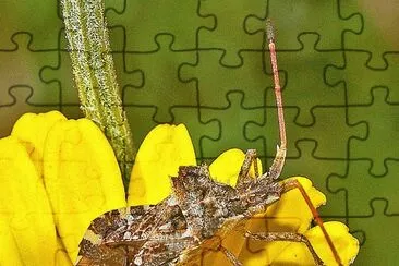 Centrocoris spiniger