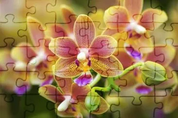 פאזל של OrchidÃ©e