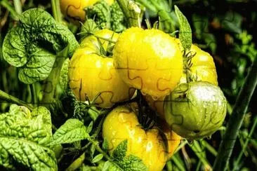 Imagem jigsaw puzzle