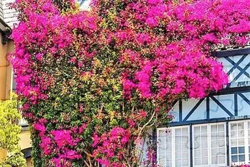 פאזל של flores