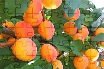 frutas jigsaw puzzle