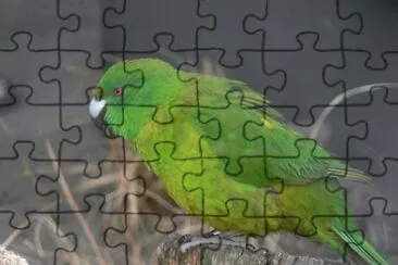 Parrocchetto degli antipodi jigsaw puzzle