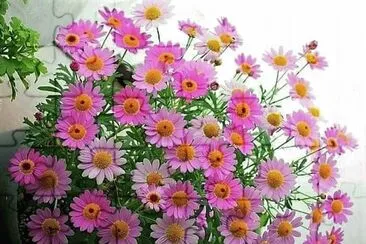 פאזל של flores