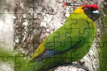 Parrocchetto cornuto jigsaw puzzle