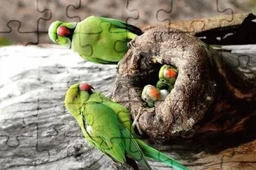natural jigsaw puzzle