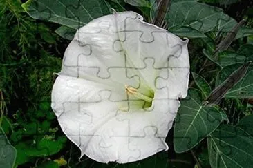 Datura jigsaw puzzle