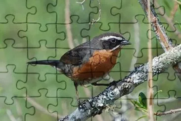 Poospiza nigrorufa
