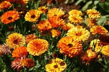 פאזל של Calendula