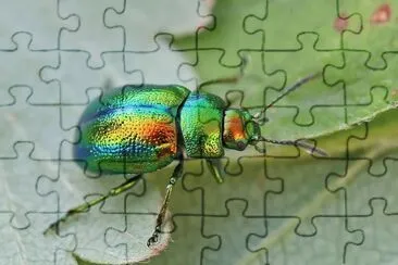 Chrysolina fastuosa