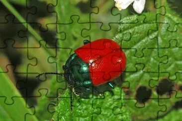 Chrysolina grossa