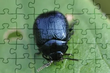 chrysolina haemoptera