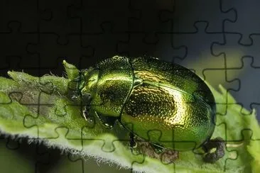 Chrysolina herbacea