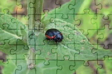 Chrysolina rossia