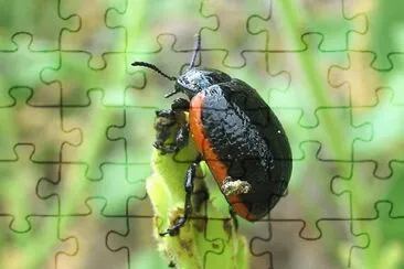 Chrysolina sanguinolenta