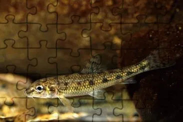 Gobione jigsaw puzzle