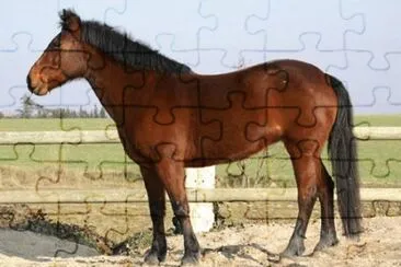 French jigsaw puzzle