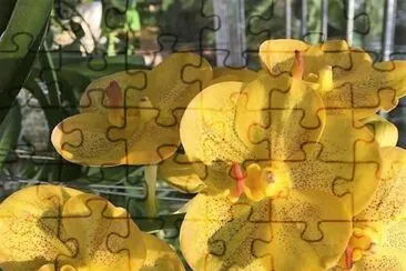 flores jigsaw puzzle