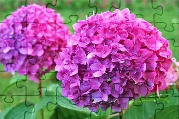 flores jigsaw puzzle